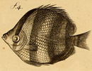 Fish:Round, 5 stripes