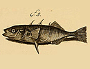 Fish:Spiked dorsal, dark