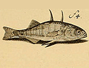 Fish:Big Spiked dorsal, light