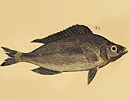 Fish:Long comb dorsal, pointy