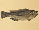 Fish:Long comb dorsal